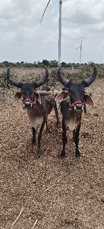 ગોધલા વેચવાના છે