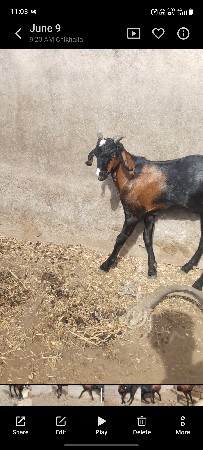 2 bakra devana che
2