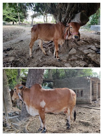 ગાય વેચવાની છે