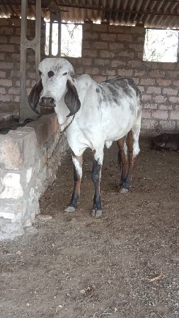 વાછડી
