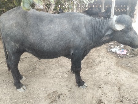 પાડો વેચવાનો છે