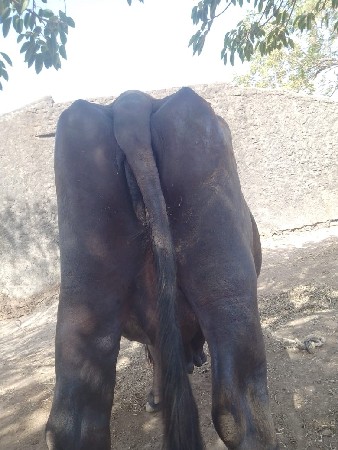 10 દીવસ ની કાચી. 4વેતર