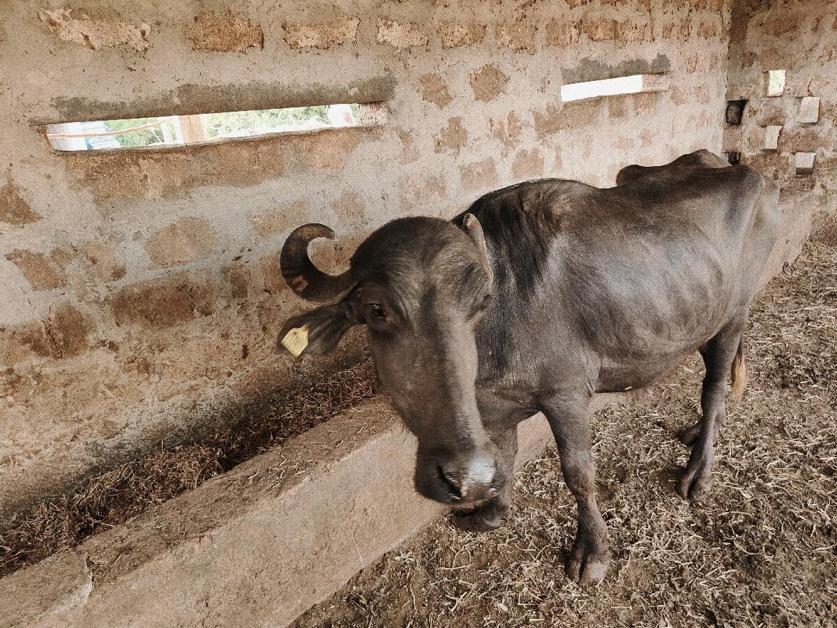 ૨ ગભના ખડેલા વેચવાના છે