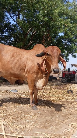સાત વરસ ગાય છે વેચવાની છે
