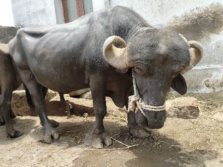 પાડો વેચવાનો છે