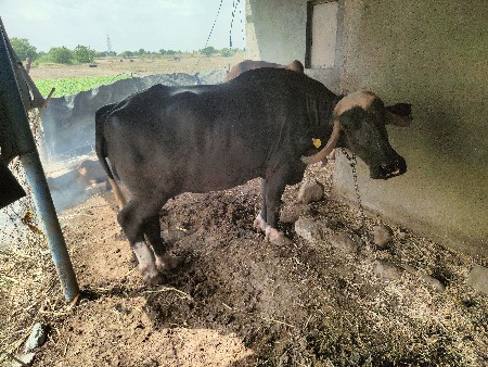 ભેંશ વેશવાણી સે