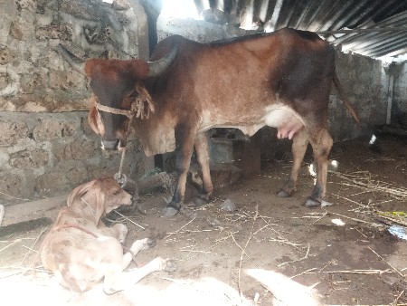 દેશી હોડકી વેચવા ની છે