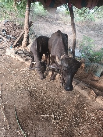 2.5.વરછનીપાડી 1 વરસનો પાડો