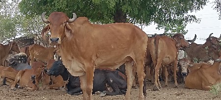 પેલા વેતર મા હોડકિ છે