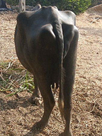 રાહુલ ભાઇ