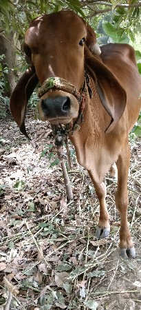 આવડતી વેચવાની છે આ વાચરડ પાડી છે