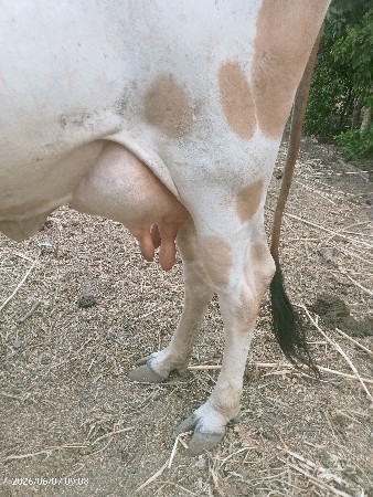 ગાય વેચવાની છે