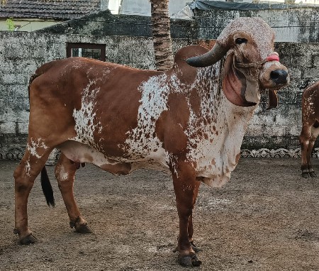 ગીર વોડકી એક  ગીર ગાય બે