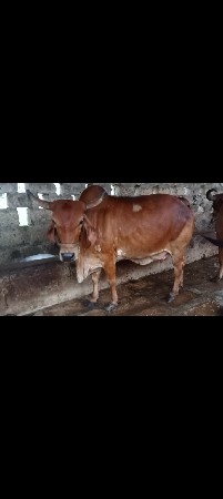 2 ગાય વેચવા ની છે જોડે