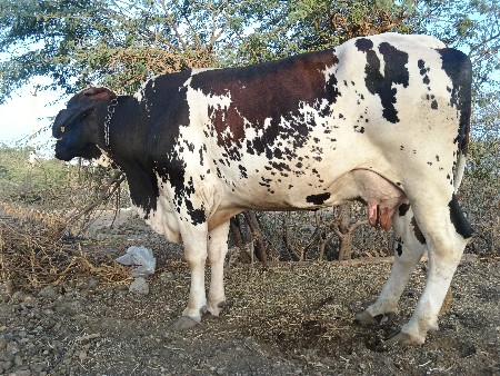 આ બેય ગાય વેચવાની છે