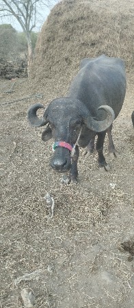 ખડેલું વેચવાનું છે