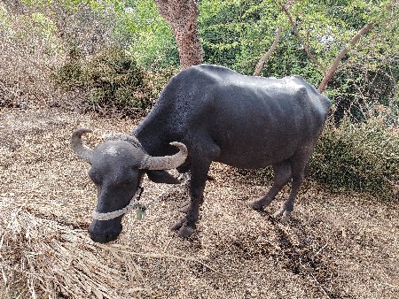 ભેશ વહેંચાય છે