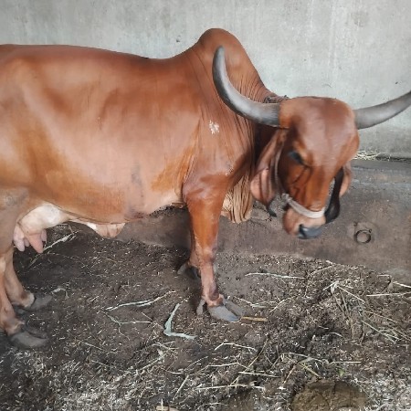 ગાય વેચવાની છે
