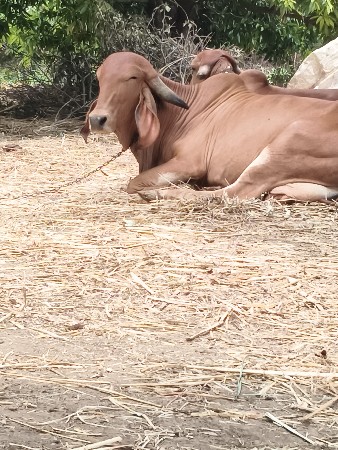 એક લાખ રૂપિયા કિંમત છે
