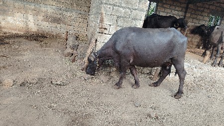ભેંસ વેચવાની છે