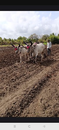 બળદ વેચવાના છે