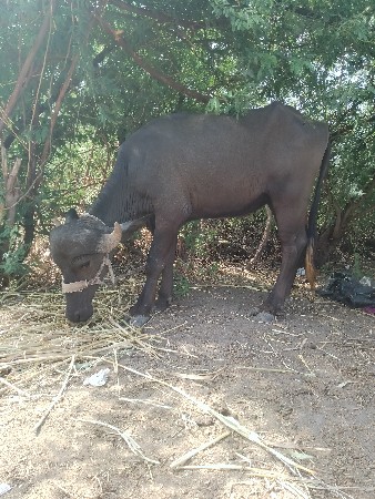 બે વર્ષની
