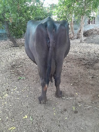 આ ભેસ વેચવા ની છે