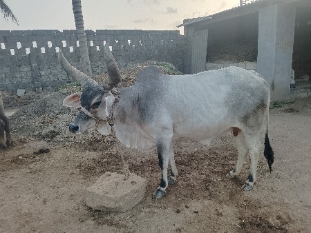 બીજું વેતર છે.
ગાય વેચવાની છે .