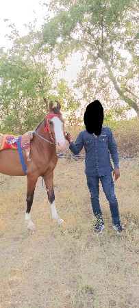 વેચવાનો છે