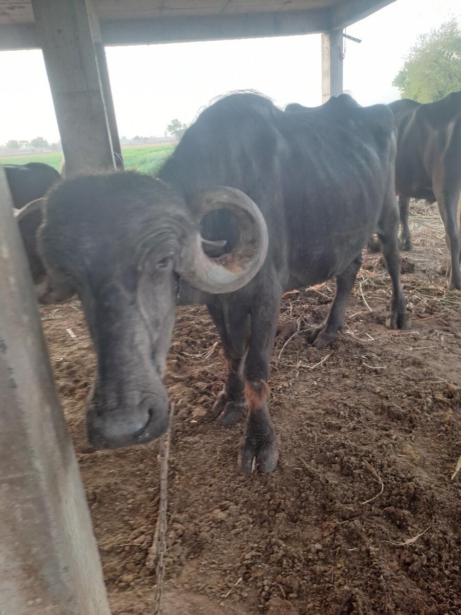 बे भेसू देवानी छे फेल जातवारी छ