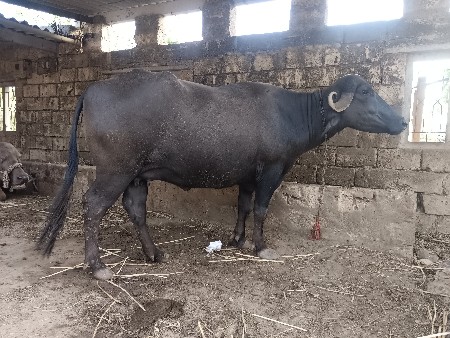 મો 8780067855 ફોન કરવો