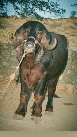 ખીરો