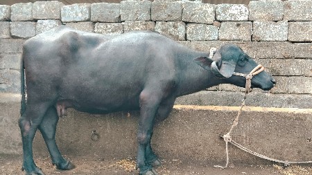 ખડેલી