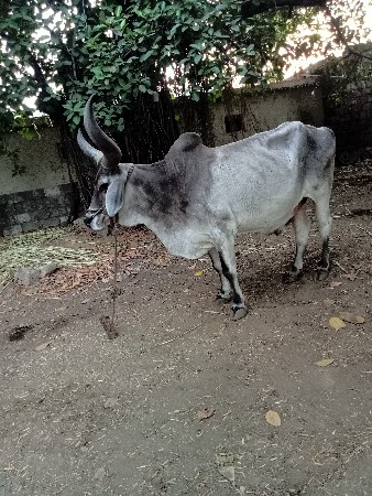 બળદ વેચવાનો છે