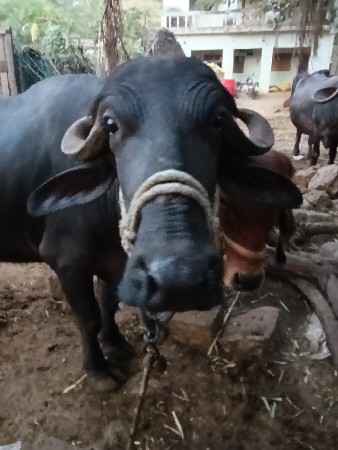 વેસવાની છે