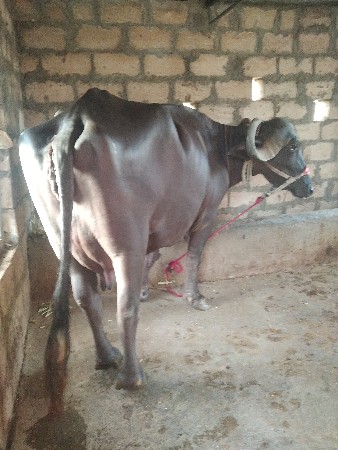 બીજા વેતર ને એ છે