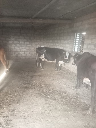 વેચવાનુ છે