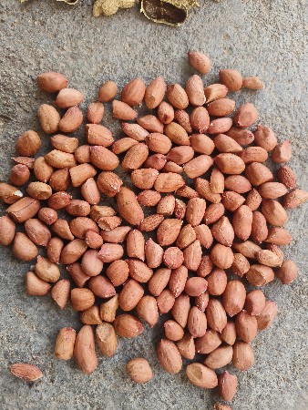 મગફળી નું બિયારણ જી 20