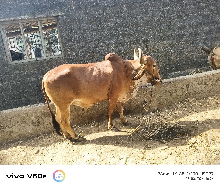 બળદ વેચવાનું છે