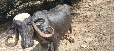 ચોથું વેતર