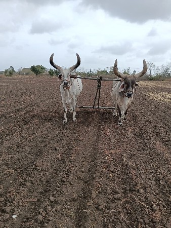 ફોરવીલ વેચવાની છે