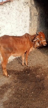 આ ગાય વેચવાની છે