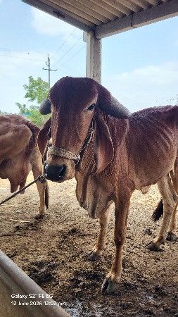 વાસડિ વેચવાની છે