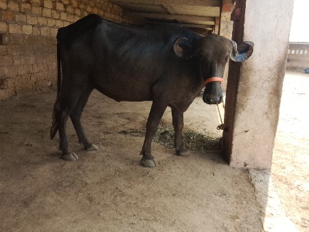 ખળેલી વેચવાની છે
