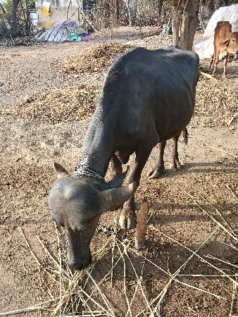 ખળેલી.     વેચવાની. છે