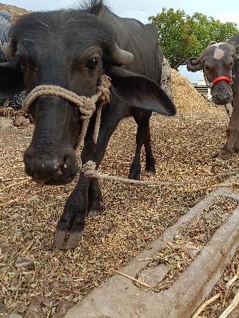 ત્રણ ખડેલા છે