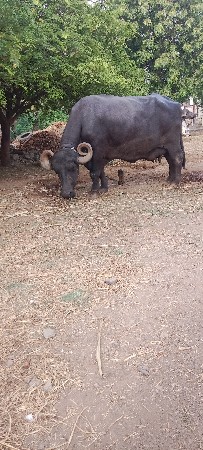 ભેંસ વેચવાની છે