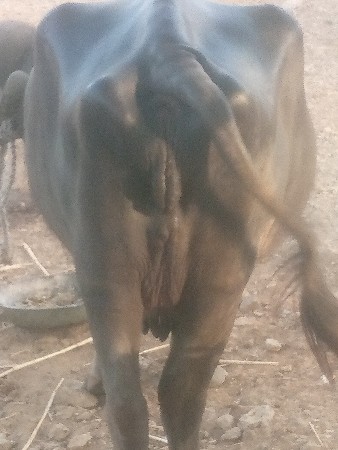 ભેસ  વેસવા ની સે