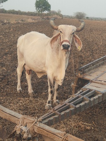 ગાય વેચવાની છે