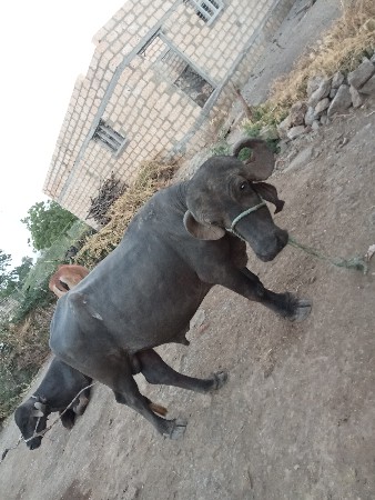 પાડો વેચવાનો છે